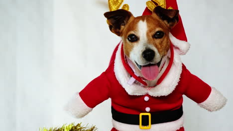 Lindo-Cachorro-Jack-Russell-Disfrazado-De-Santa-Moviendo-La-Cola-Listo-Para-Las-Festividades