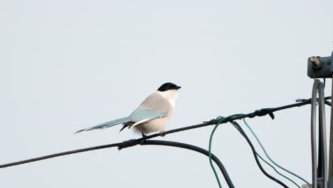 Azure-winged-Magpies-Bird-Take-off-and-Flying-Away-Perched-on-Electric-Wire