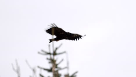 Close-up-of-a-Norwegian-sea-eagle-circling-over-spruce-forest-in-search-of-food