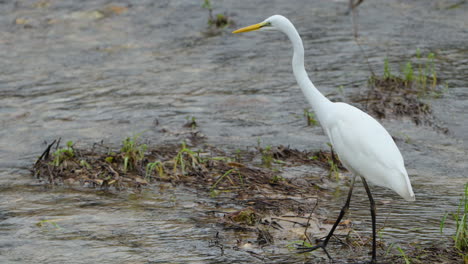 Close-up-of-Eastern-Great-Egret-Bird-Walking-Hunting-in-Wetlands-of-Kakadu-National-Park,-Australia