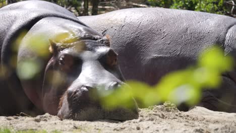 Close-up-shot-of-showing-group-of-sleepy-hippos-resting-outdoors-during-sunny-day-in-sand