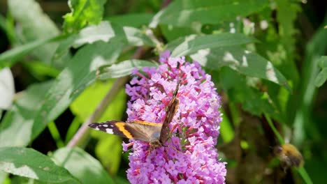 Roter-Admiral-Schmetterling-Auf-Buddleia-Blume