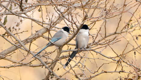 Two-Azure-winged-Magpies-Rest-on-Leafless-Tree-in-Autumn-Park