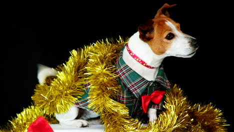 Aufgeregter-Jack-Russell-Terrier-Hund-Im-Festlichen-Weihnachtskostüm