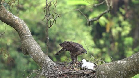 Un-águila-Halcón-De-Java-Enseña-A-Sus-Polluelos-A-Comer-Carne-Fresca-De-Murciélago