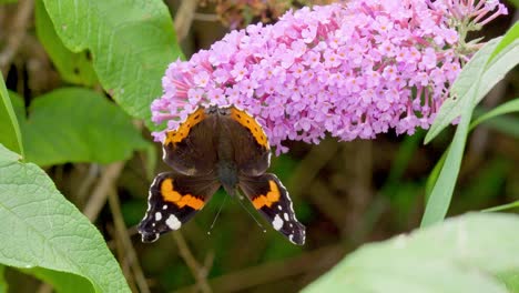 Red-Admiral-butterfly-on-Buddleia-flower