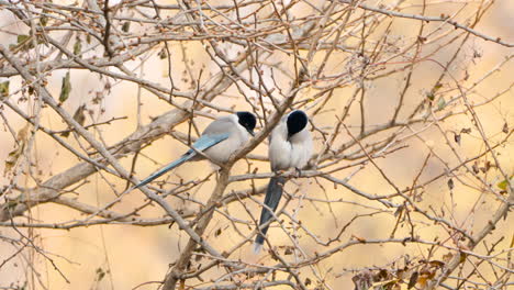 Pair-of-Azure-winged-Magpie-Birds-Preen-Feathers-Perched-on-Leafless-Tree-Branch-in-Autumn---Cyanopica-cyanus
