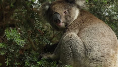 Australischer-Koala-In-Einem-Gummibaum,-Der-Aus-Nächster-Nähe-In-Die-Kamera-Blickt