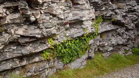 Walk-with-Ivy-growing-out-of-the-crevices-at-Bessy's-Cove,-The-Enys,-cornwall