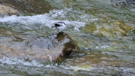 White-Wagtail-Bird-Pecks-Eats-Algae-Peched-on-Wet-Stone-in-the-Middle-of-Mountain-Stream-Rapids