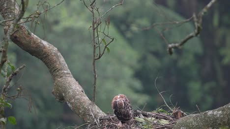 a-wild-javan-hawk-eagle-chick-cleans-its-feathers-which-are-starting-to-turn-brown