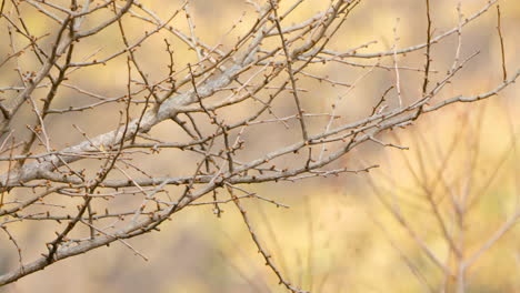 Azure-winged-Magpie-Bird-Flies-up-From-Twig-in-Autumn-Park-in-Slow-Motion