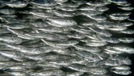 Large-School-of-three-spine-sticklebacks-swimming-in-the-ocean