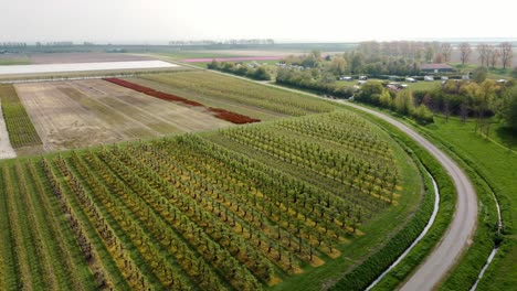 Grandes-Campos-Y-Plantaciones-Junto-A-Una-Carretera-En-Los-Países-Bajos