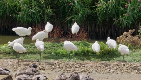 A-group-of-Spoonbills-sitting-on-the-edge-of-a-saltwater-marsh-surrounded-by-geese
