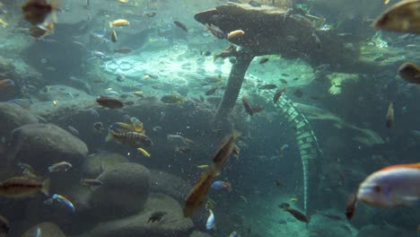 Fish-and-crocodiles-resting-underwater-in-sea-during-sunny-day,close