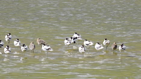 Seabirds-lined-up-along-a-coastal-marsh-resting-in-the-summer-sun