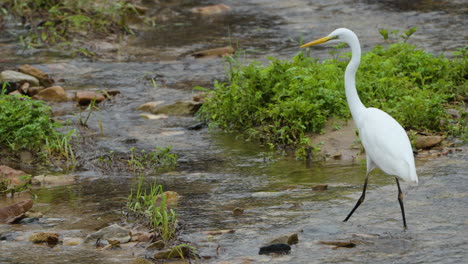 Eastern-great-egret-,-a-white-heron-walking-fishing-in-shallow-water-stream-in-South-Korea