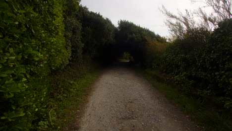 long-shot-of-trees-over-growing-country-lane-at-Bessy's-Cove,-The-Enys,-cornwall
