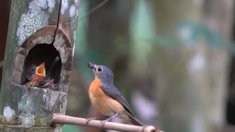 a-mother-worm-flycatcher-bird-came-to-give-food-to-her-two-children-and-then-flew-away-again