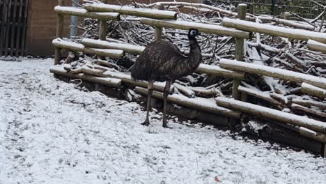 Peacock-in-the-snow-in-the-snow-in-Berlin-in-wintertime-in-the-Hasenheide-park-covered-with-snow-HD-30-FPS-8-secs