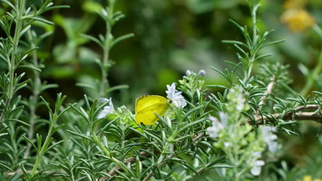 Common-Grass-Yellow-Butterfly-Collects-Nectar-From-Rosemary-White-Flowers-Buds---Eurema-Hecabe