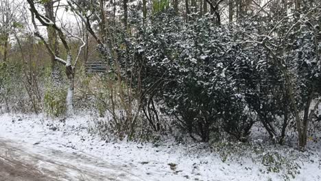 Schwenk-Auf-Schneebedeckte-Bäume-Berlin-Im-Winter-In-Einem-Park-Hasenheinde-HD-30-Fps-6-Sek