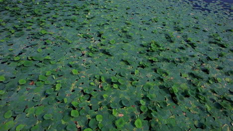 Aerial-closeup-of-a-lake-adorned-with-blooming-water-lilies-in-abundance