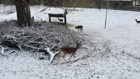 5-reindeers-in-the-snow-in-Berlin-in-wintertime-in-the-Hasenheide-park-covered-with-snow-HD-30-FPS-10-secs