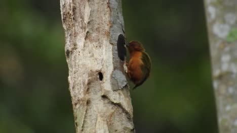 rufous-piculet-bird-is-beating-dry-wood-with-its-beak