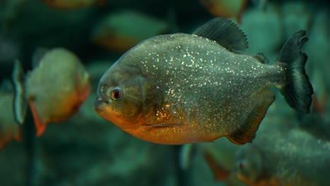 Red-bellied-Piranha--Close-up-at-Ecorium-Botanical-Garden