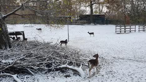 4-reindeers-in-the-snow-in-Berlin-in-wintertime-in-the-Hasenheide-park-covered-with-snow-HD-30-FPS-8-sec