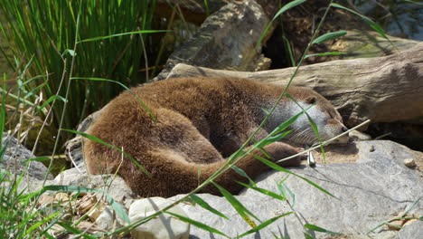 Eurasian-Otter-Sleeps-Near-River-by-Reed-and-Rotten-Tree-Trunks-on-Sunny-Day