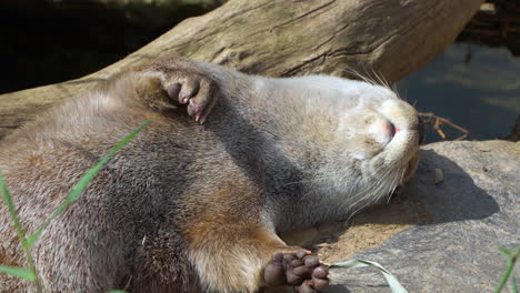 Eurasian-Otter-Sneezes-While-Sleeping-Lying-on-Rocky-Riverbank-by-Pond-Water---head-close-up