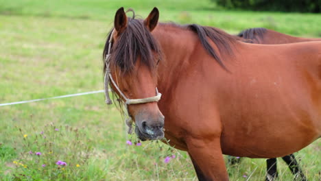 Summer-Pasture-Grazing:-A-Bay-Horse-with-Halter-Feeding-in-a-Green-Meadow