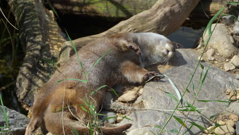 Eurasian-otter-sleeping-on-rocky-riverbank-by-rotten-tree-trunks