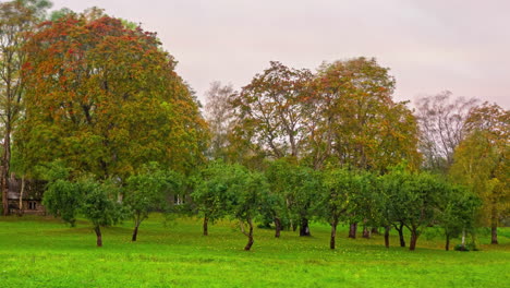 Trees-in-the-countryside-or-park-transition-through-all-four-seasons---all-year-time-lapse