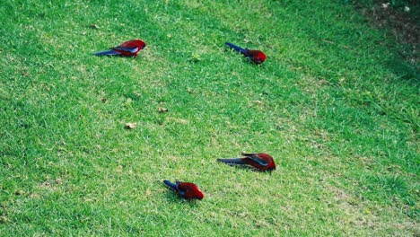 Purpurroter-Rosella-Platycercus-Papagei,-Einheimische-Insel-Norfolk,-Auf-Grünem-Rasen