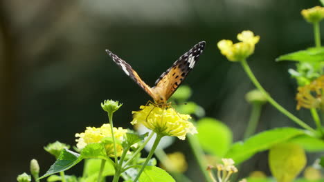 Nahaufnahme-Eines-Vanessa-Cardui-Schmetterlings-Oder-Distelfalters,-Der-Lollen-Auf-Einem-Gelben-Lantana-Blütenstrauch-Sammelt