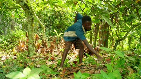 black-male-villager-from-ghana-africa-cleaning-weed-from-the-forest-using-a-machete