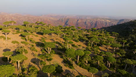 árboles-De-Sangre-De-Dragón-En-El-Bosque-De-Firhmin,-Isla-De-Socotra,-Yemen---Toma-Aérea-De-Un-Drone