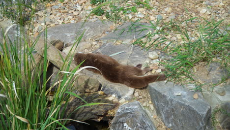 Eurasian-otter-Takes-a-nap-on-rocky-river-bank---pan-shot