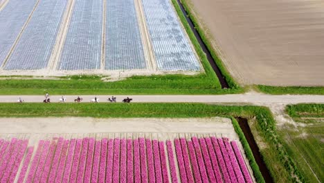 Several-horsemen-on-their-horses-riding-in-between-two-colorful-tulip-fields