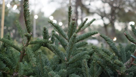 Tracking-shot-of-Christmas-trees-for-sale-at-Christmas-tree-farm-store