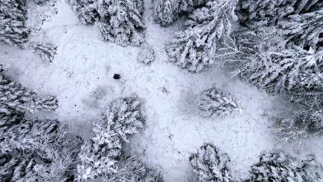 Man-is-looking-for-a-way-in-a-snowy-forest-landscape