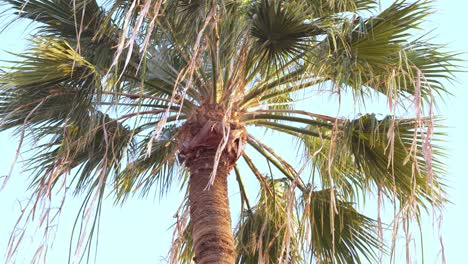 Gentle-Breeze-Swaying-Tall-Palm-Tree-on-Sunny-Day
