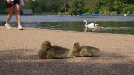 Goose-Goslings-Resting-Under-The-Shade-Of-Tree-By-The-Lake