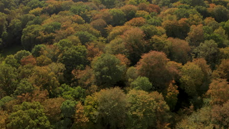 Aerial-shot-over-many-varied-species-of-trees-turning-orange-in-autumn