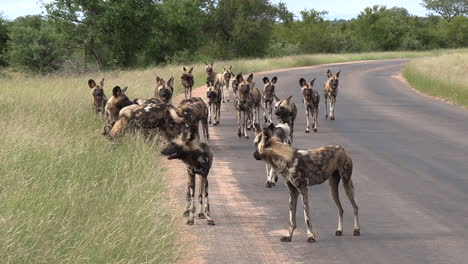 Afrikanische-Wildhunde-Bewegen-Sich-Entlang-Einer-Straße-Auf-Die-Kamera-Zu