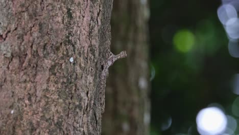 Blick-Nach-Rechts-Und-Blick-Auf-Einen-Sich-Bewegenden,-Vom-Wind-Verwehten-Baum,-Blanfords-Fliegender-Drache-Draco-Blanfordii,-Thailand